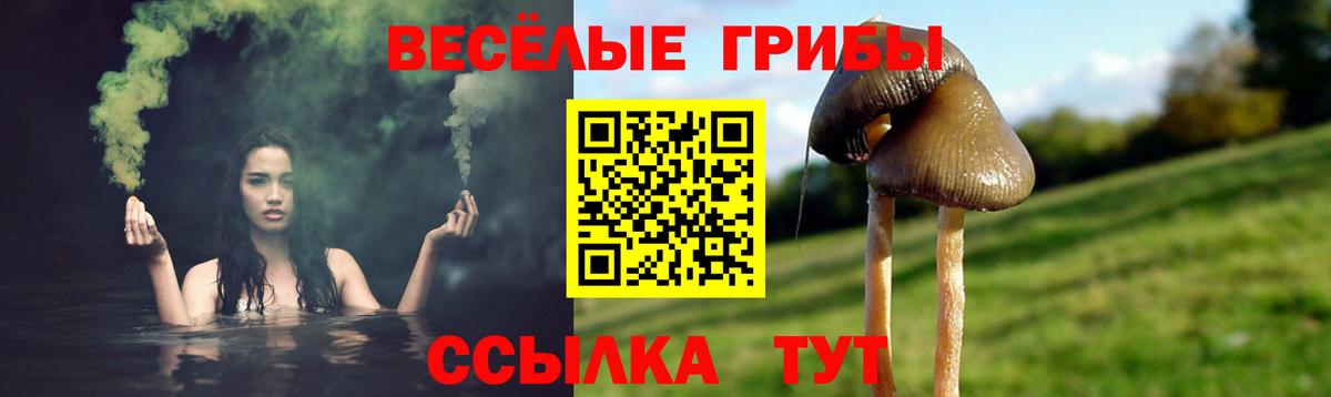Галлюциногенные грибы Psilocybine cubensis  Вход с VPN  Мыски 